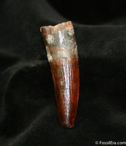 Awesome / Inch Rooted Spinosaurus Tooth #709